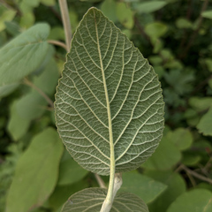 Viburnum lantana