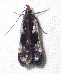 Dichomeris ochripalpella