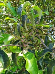 Malpighia mexicana