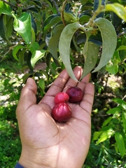 Malpighia mexicana