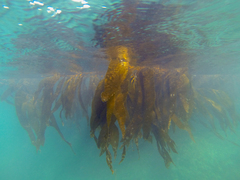 Macrocystis pyrifera