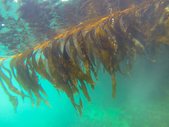 Macrocystis pyrifera