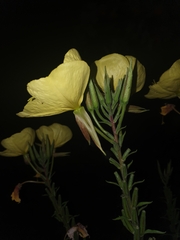 Oenothera