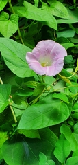 Calystegia × pulchra