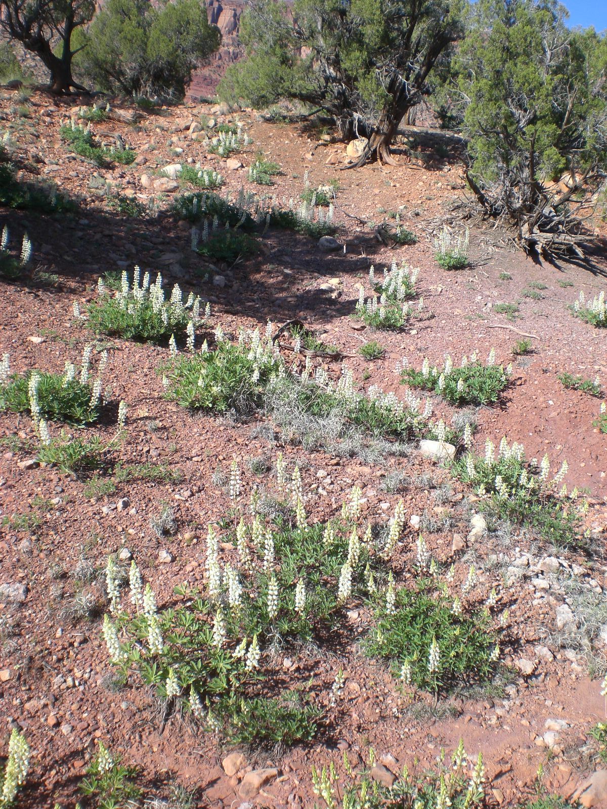 Lupinus crassus