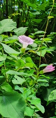 Calystegia × pulchra