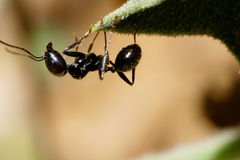 Messor barbarus