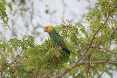 Amazona oratrix tresmariae
