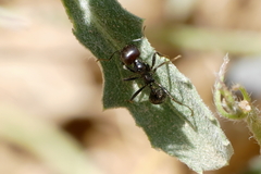 Messor barbarus