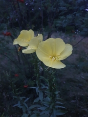 Oenothera