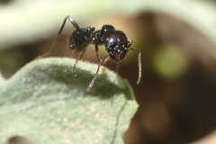 Messor barbarus