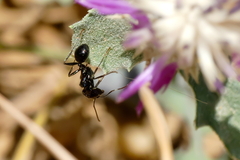 Messor barbarus
