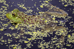 Lithobates grylio