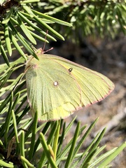 Colias gigantea