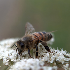 Apis mellifera