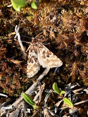 Olethreutes inquietana