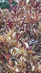 Iresine diffusa herbstii