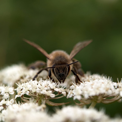 Apis mellifera
