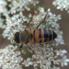 Apis mellifera