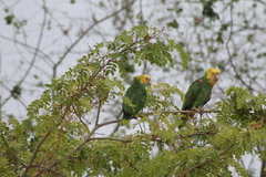 Amazona oratrix tresmariae
