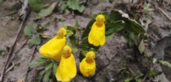 Calceolaria crenatiflora