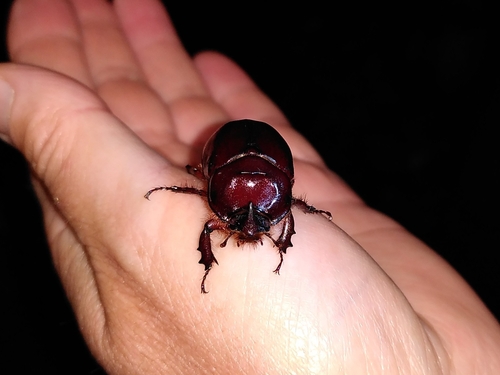 Oryctes nasicornis