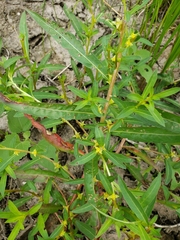 Ludwigia polycarpa
