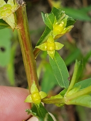 Ludwigia polycarpa