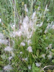 Trichophorum alpinum