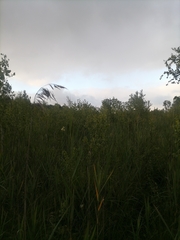 Trichophorum alpinum