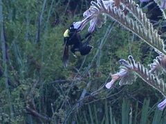 Bombus crotchii