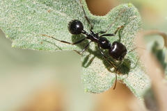 Messor barbarus
