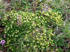 Cherleria sedoides