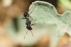 Messor barbarus