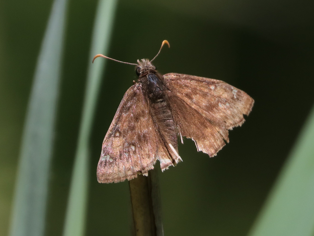 juvenal-s-duskywing-from-ocean-breeze-staten-island-ny-10305-usa-on