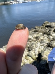 Lottia paradigitalis