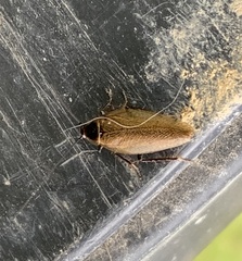 Ectobius erythronotus