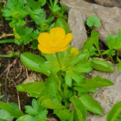 Ranunculus montanus