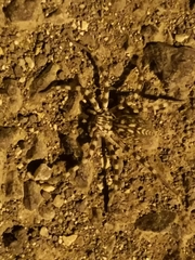 Eusparassus