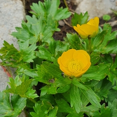 Ranunculus montanus