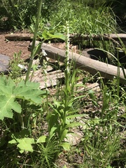 Platanthera dilatata