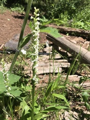 Platanthera dilatata