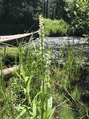 Platanthera dilatata