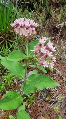 Asclepias jorgeana