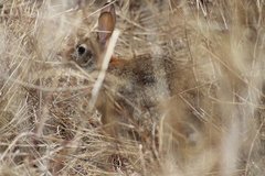 Sylvilagus graysoni