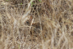 Sylvilagus graysoni