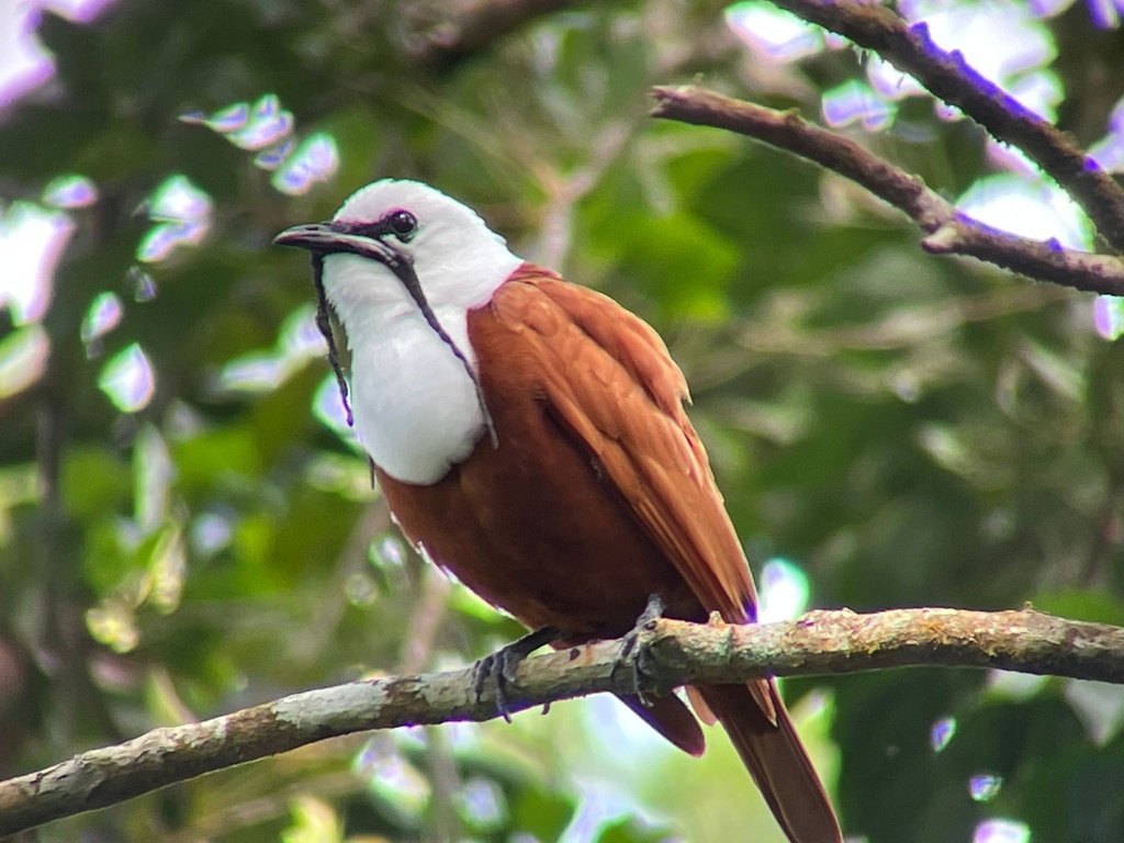 Three-wattled Bellbird photo
