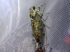 Neocicada hieroglyphica