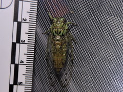 Neocicada hieroglyphica