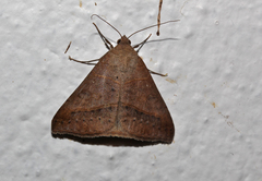 Plecopterodes moderata